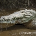 crocodile_american_tar_h_1508_cos2511.jpg